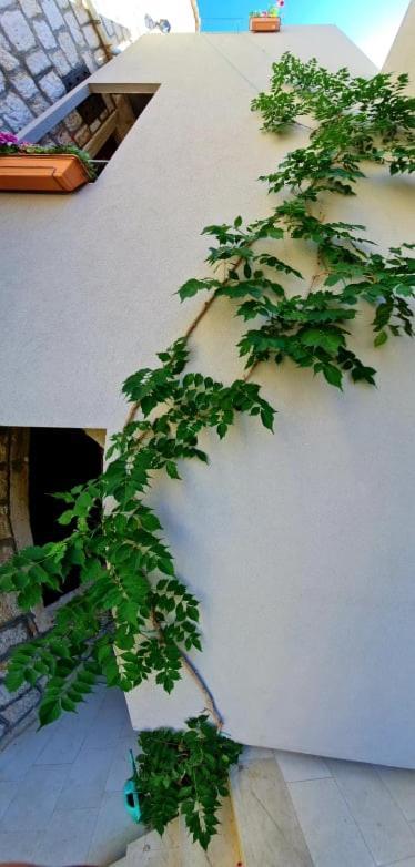 Bed & Breakfast Dionis Vis Dış mekan fotoğraf